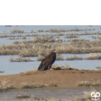 گونه عقاب خالدار بزرگ Greater Spotted Eagle